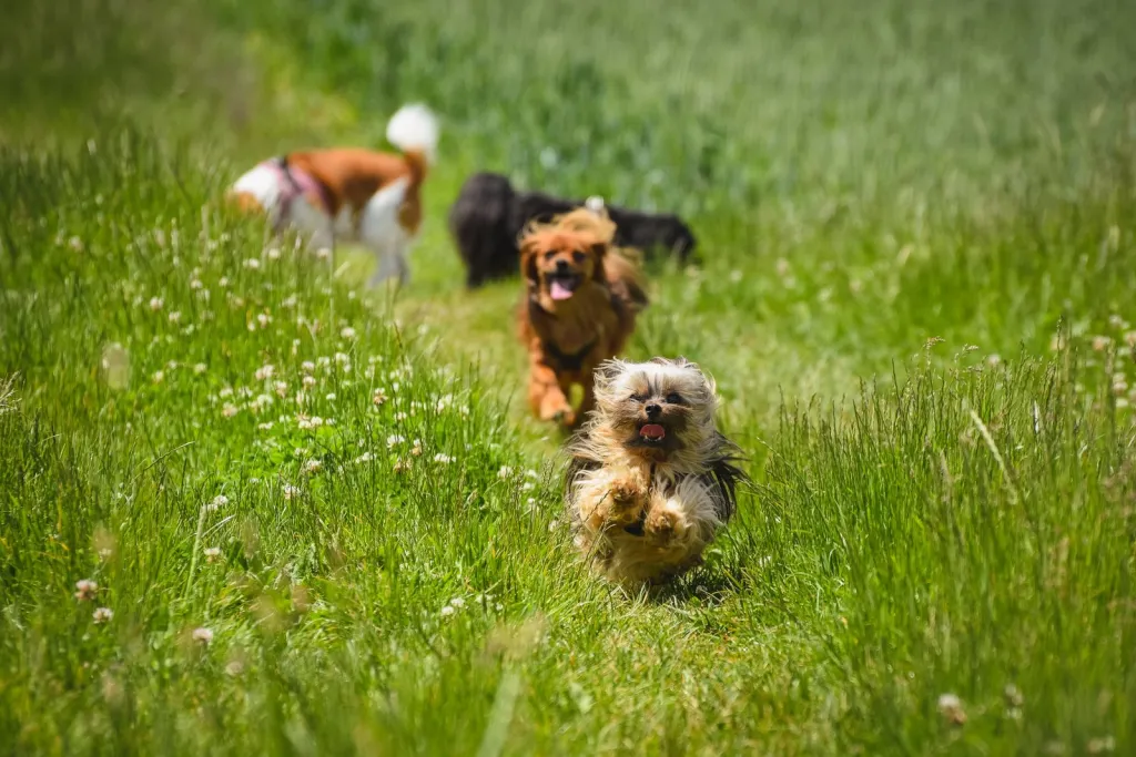 Thoughtful Care for Wilmington Dogs